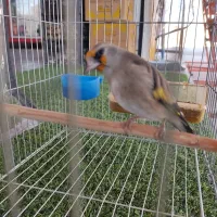 سهره .دورگ کرمونی عتیقه شبو روز بخون|پرنده|فسا, |دیوار