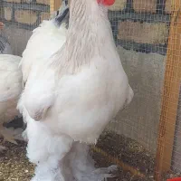 مرغ و خروس برهما لایت