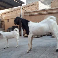 بز پاکستانی بره قوچ|حیوانات مزرعه|لنجان, |دیوار