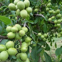نهال گردو ژنوتیپ دیرگل آمریکایی