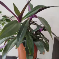 گلدان و گیاه طبیعی