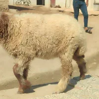 بره|حیوانات مزرعه|حمیدیه, |دیوار