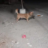 سگ پاکوتاه اشپیتز|سگ|گرگان, |دیوار