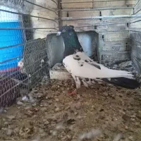 کبوتر سر سیا