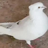 کبوتر گم شده