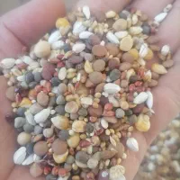 مخلوط کبوتری درجه یک بوجار کیسه 13 کیلویی