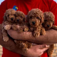 پودل عروسکی نروماده رد