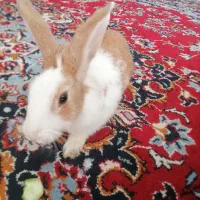 خرگوش لپ ومعمولی|موش و خرگوش|یزد, |دیوار