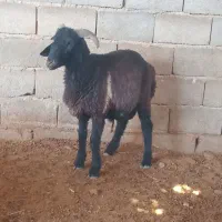 یه جفت بره نر صادراتی سبک وزن سرحال