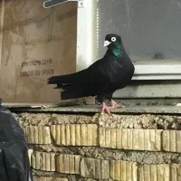 فروش سیاه زاغ چشم چنگ سفیدو ابلغ کاکلی