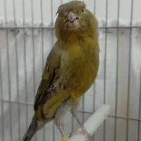 قناری نروماده جفت مست بخون