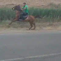 واگذاری‌ اسب‌ مادیان