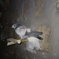 کبوتر|پرنده|چگنی, |دیوار