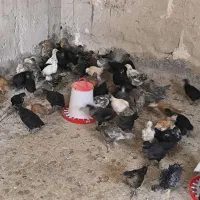 جوجه محلی تخمگذار یک ماهه