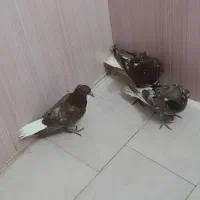 رنگه یک جفت دم سفید هفترنگ وسرخ دم سفید یک جوجه