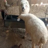 بره نر