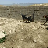 بز داشتی|حیوانات مزرعه|کازرون, |دیوار