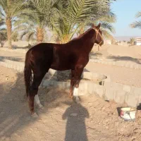 اسب نرییون ۵ساله|اسب و تجهیزات اسب‌سواری|سراوان, |دیوار