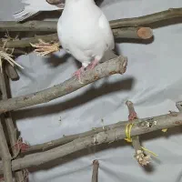 کبوتر|پرنده|ضیاء آباد, |دیوار