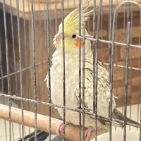 فروش عروس هلندی نر و بسیار باهوش به علت مهاجرت|پرنده|شیراز, معالی‌آباد|دیوار