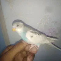 پرنده مرغ عشق|پرنده|گلبهار, شهر جدید گلبهار|دیوار