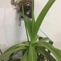 گلدان موزی|گل و گیاه طبیعی|زرند, |دیوار