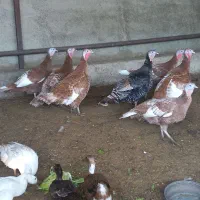 بوقلمون ماده و نر