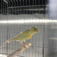 قناری|پرنده|قشم, |دیوار