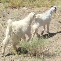 ۴ راس کهره ۵ ماهه دورگ قرص