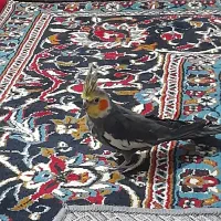 8000000|پرنده|رضویه, |دیوار