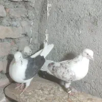 کفتر یا کبوتر|پرنده|چناران, |دیوار