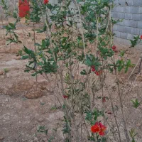 فروش چهار دیواری