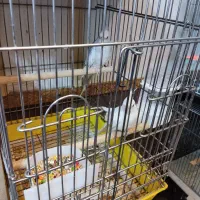 گرینجیک . عروس هلندی مرغ عشق . فنچ|پرنده|خوی, |دیوار