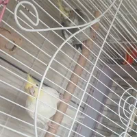فروش عروس هلندی جفت