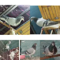 دو جفت دمگیر خرقه و دو عدد مفلق