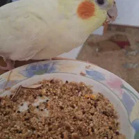 عروس هلندی گمشده|پرنده|مشهد, منزل آباد|دیوار