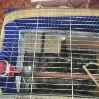 لوازم خانه وپرنده وکابینت و یخچال و تنور گازی|اجاق گاز و لوازم برقی پختوپز|علیآباد کتول, |دیوار