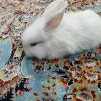 خرگوش قشنگ سفید