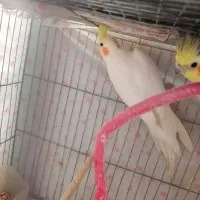 عروس هلندی|پرنده|خمینی‌شهر, |دیوار