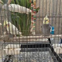 فروش ۳ عدد عروس هلندی دستی،جفت‌خورده،قفس اشانتیون|پرنده|جم, |دیوار