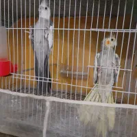 عروس هلندی