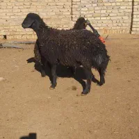 قوچ|حیوانات مزرعه|سلطانیه, |دیوار