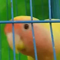 طوطی برزیلی گمشده