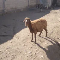 میش  جوان آبستن بزغاله هست