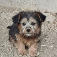 سگ پا کوتاه