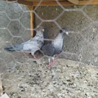 با سلام جفتگاه میزون میزون