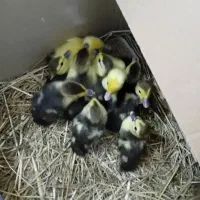 بچه اردک اسرائیلی