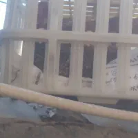 ۲عدد مرخ محلی تخمگذار دونه ای ۵۰۰