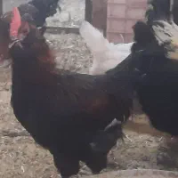 ۷عددخروس