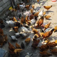 فروش مرغ و خروس کوچک و بزرگ